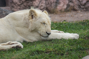  LEON BLANCO - ANIMALES ZOOLOGICO