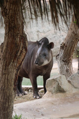 ANIMALES - ZOOLOGICO - NATURALEZA © Brunito Filmmaker