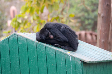 ANIMALES - ZOOLOGICO - NATURALEZA