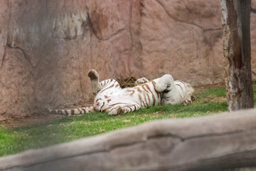 ANIMALES - ZOOLOGICO - NATURALEZA