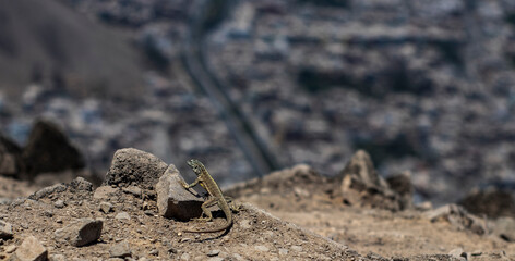 MOLINA LIMA PERU