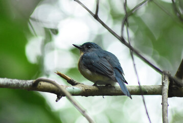 a blue and white  warbler bird sitting on a tree branch cute small yellow bird on edge of tree branch