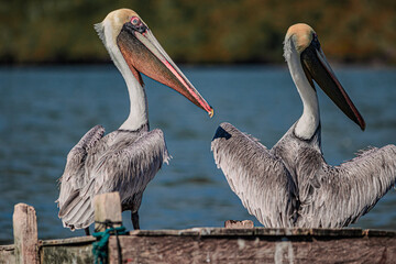 pelican on the beach