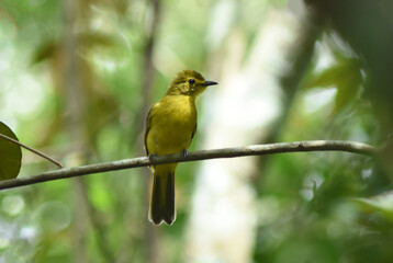 a yellow warbler bird sitting on a tree branch cute small yellow bird on edge of tree branch