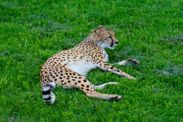 A single Cheetah lying on a grassy plain.