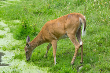 A female White-tailed Deer.