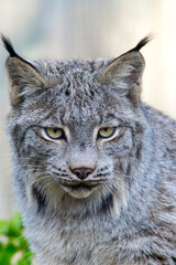 Close-up of a Canadian Lynx.