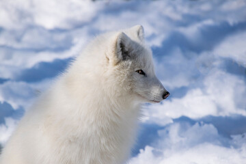 Close-up of an Arctic Fox in winter.