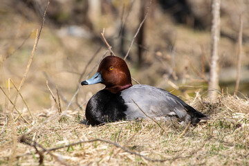 A male Redhead Duck.