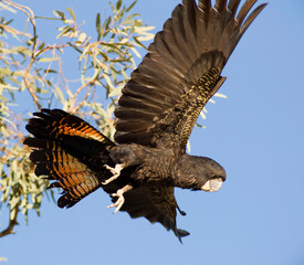 Red tailed black cockatoo near the Darling river in outback New South Wales, Australia.
