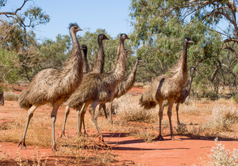 A flock of Emus in the far  outback of Queensland, Australia.