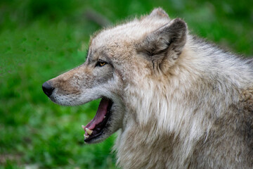 Portrait of a Timber Wolf.