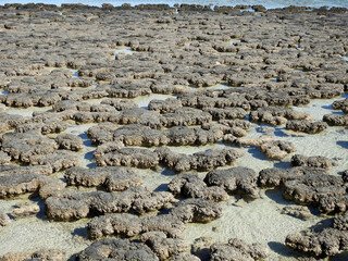 The earliest known life forms on Earth, stromatolites  marine formations  in Shark bay, Western Australia.