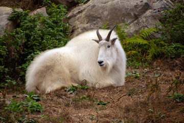 A Rocky Mountain goat resting in summer.
