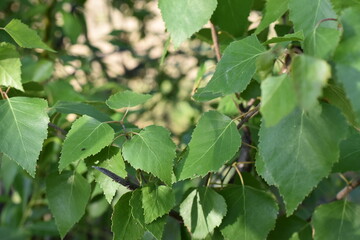 Birch leaves close up.