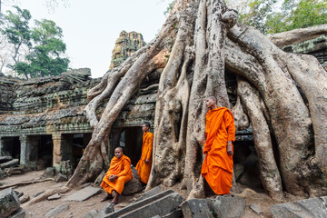 Three buddhist monks near big tree root and old ruin, Ta Prohm temple, Angkor Wat, Cambodia