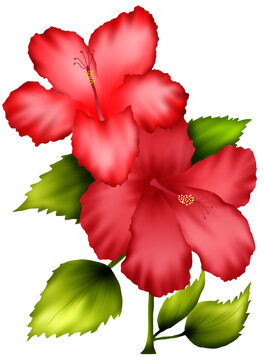 Red hibiscus flowers blooming