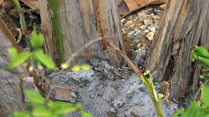 Green banana fruit on tree