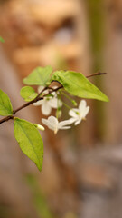 Jasmine flower with blur effect