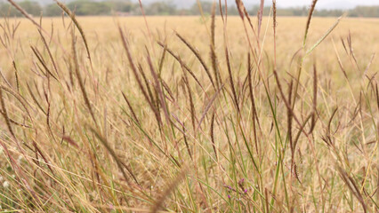 View of yellow rice fields with blur effect