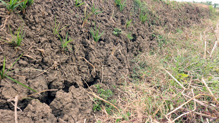 View of cracked soil on land