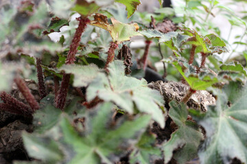 Close up view of Begonia plant in a pot