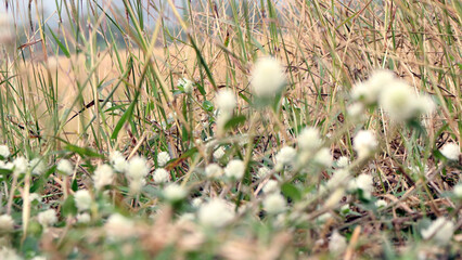 Small white flowers in a rice field