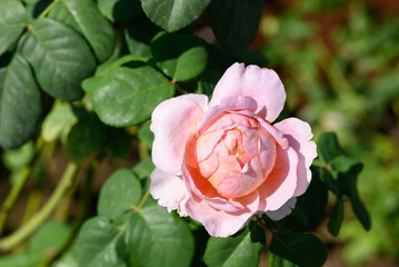 Pink rose flower blossom in the garden, Valentine's day 