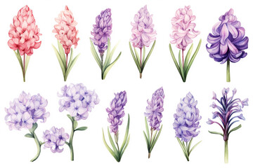 Watercolor paintings Hyacinth flower symbols On a white background.
