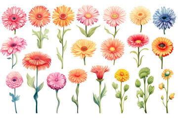 Obraz premium Watercolor paintings Gerbera flower symbols On a white background. 