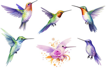 Set Of Watercolor paintings Hummingbird on white background. 