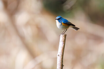 幸せの青い鳥、可愛いルリビタキ（ヒタキ科）。

日本国千葉県市川市、大町公園自然観察園にて。
2024年1月28日撮影。

A happy blue bird, the lovely Red-flanked Bluetail (Tarsiger cyanurus, family comprising flycatchers).

At Omachi park natural observation