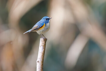 幸せの青い鳥、可愛いルリビタキ（ヒタキ科）。

日本国千葉県市川市、大町公園自然観察園にて。
2024年1月28日撮影。

A happy blue bird, the lovely Red-flanked Bluetail (Tarsiger cyanurus, family comprising flycatchers).

At Omachi park natural observation