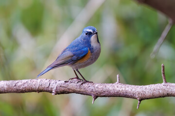 幸せの青い鳥、可愛いルリビタキ（ヒタキ科）。

日本国千葉県市川市、大町公園自然観察園にて。
2024年1月28日撮影。

A happy blue bird, the lovely Red-flanked Bluetail (Tarsiger cyanurus, family comprising flycatchers).

At Omachi park natural observation