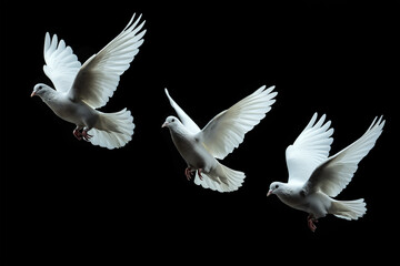 Three White doves flying on black background and Clipping path .freedom concept and international day of peace - 725176840