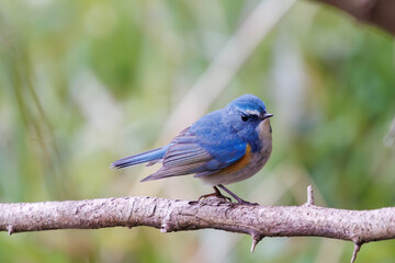 幸せの青い鳥、可愛いルリビタキ（ヒタキ科）。

日本国千葉県市川市、大町公園自然観察園にて。
2024年1月28日撮影。

A happy blue bird, the lovely Red-flanked Bluetail (Tarsiger cyanurus, family comprising flycatchers).

At Omachi park natural observation