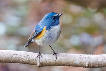 幸せの青い鳥、可愛いルリビタキ（ヒタキ科）。

日本国千葉県市川市、大町公園自然観察園にて。
2024年1月28日撮影。

A happy blue bird, the lovely Red-flanked Bluetail (Tarsiger cyanurus, family comprising flycatchers).

At Omachi park natural observation