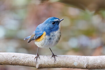 幸せの青い鳥、可愛いルリビタキ（ヒタキ科）。

日本国千葉県市川市、大町公園自然観察園にて。
2024年1月28日撮影。

A happy blue bird, the lovely Red-flanked Bluetail (Tarsiger cyanurus, family comprising flycatchers).

At Omachi park natural observation