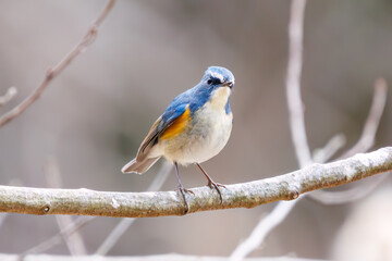 幸せの青い鳥、可愛いルリビタキ（ヒタキ科）。

日本国千葉県市川市、大町公園自然観察園にて。
2024年1月28日撮影。

A happy blue bird, the lovely Red-flanked Bluetail (Tarsiger cyanurus, family comprising flycatchers).

At Omachi park natural observation