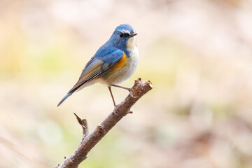 幸せの青い鳥、可愛いルリビタキ（ヒタキ科）。

日本国千葉県市川市、大町公園自然観察園にて。
2024年1月28日撮影。

A happy blue bird, the lovely Red-flanked Bluetail (Tarsiger cyanurus, family comprising flycatchers).

At Omachi park natural observation