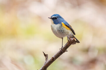 幸せの青い鳥、可愛いルリビタキ（ヒタキ科）。

日本国千葉県市川市、大町公園自然観察園にて。
2024年1月28日撮影。

A happy blue bird, the lovely Red-flanked Bluetail (Tarsiger cyanurus, family comprising flycatchers).

At Omachi park natural observation