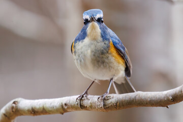 幸せの青い鳥、可愛いルリビタキ（ヒタキ科）。

日本国千葉県市川市、大町公園自然観察園にて。
2024年1月28日撮影。

A happy blue bird, the lovely Red-flanked Bluetail (Tarsiger cyanurus, family comprising flycatchers).

At Omachi park natural observation