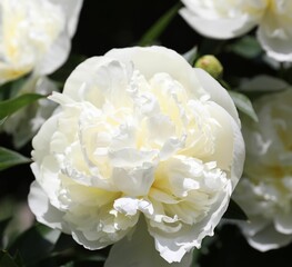 Closeup view of blooming white peony bush outdoors