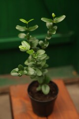 Potted carissa tree on wooden stand in greenhouse, closeup