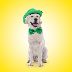 St. Patrick's day celebration. Cute Golden Retriever dog with green hat and bow tie on yellow...