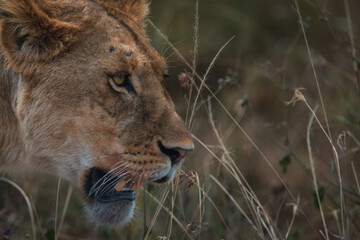 Closeup of an angry lioness walking in the savanna of Serengeti national park.