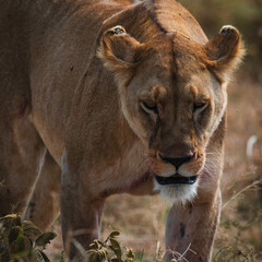 Closeup of an angry lioness walking in the savanna of Serengeti national park.