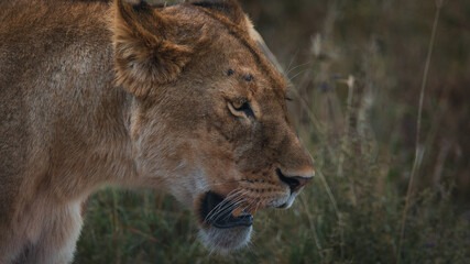 Closeup of an angry lioness walking in the savanna of Serengeti national park.