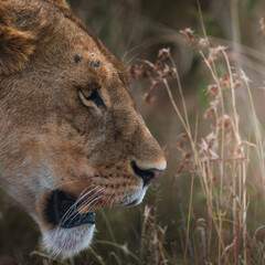 Closeup of an angry lioness walking in the savanna of Serengeti national park.