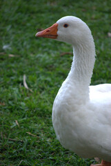P&aacute;jaros disfrutando en el bosque, haciendo su nido.